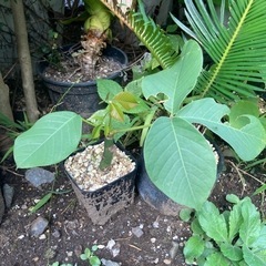 【受付終了】ボンバックス　挿木　発根済み　塊根植物　観葉植物