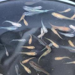 2024  20 号　🐟️メダカ無料にて差し上げます。説明文わ必ず読んてください🐟の画像