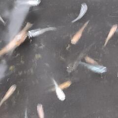 2024  20 号　🐟️メダカ無料にて差し上げます。説明文わ必ず読んてください🐟の画像
