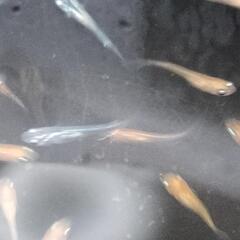 2024  20 号　🐟️メダカ無料にて差し上げます。説明文わ必ず読んてください🐟の画像