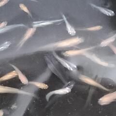 2024  20 号　🐟️メダカ無料にて差し上げます。説明文わ必ず読んてください🐟の画像