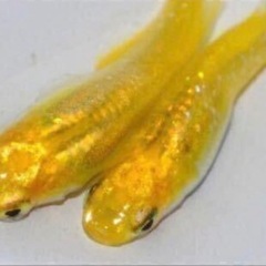 レモンスカッシュ有精卵50こ
