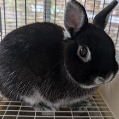 うさぎ(ネザーランドドワーフ)