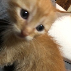 捨て猫を保護しました