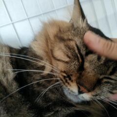 もふもふ大好きお父さん猫