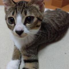 キジ白ちゃんの男の子😽ご家族に迎えて下さい😽