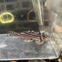 インペリアルゼブラプレコ　8.0センチ　オス　①の画像