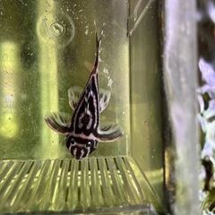 インペリアルゼブラプレコ　8.0センチ　オス　①の画像