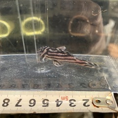 インペリアルゼブラプレコ　8.0センチ　オス　①の画像