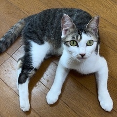 人も猫も好きな人懐っこいサバ白ちゃんエイズ陽性
