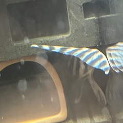 インペリアルゼブラプレコ　9.0センチ　オス　③の画像