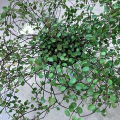 ワイヤープランツ3　鉢1個の画像