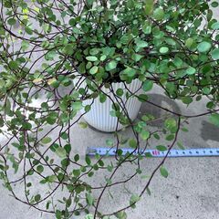 ワイヤープランツ3　鉢1個