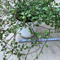 ワイヤープランツ3　鉢1個の画像