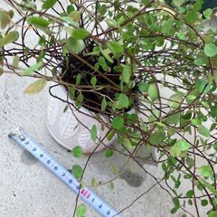 ワイヤープランツ２　鉢1個