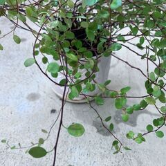 ワイヤープランツ２　鉢1個の画像
