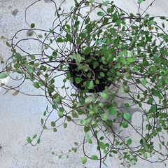 ワイヤープランツ２　鉢1個の画像