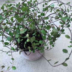 ワイヤープランツ1　鉢1個の画像