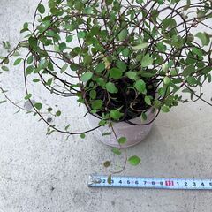 ワイヤープランツ1　鉢1個
