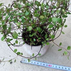 ワイヤープランツ1　鉢1個の画像