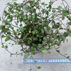 ワイヤープランツ1　鉢1個の画像