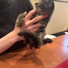 キジトラくん弟♡