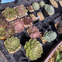 アガベなど観葉植物の画像