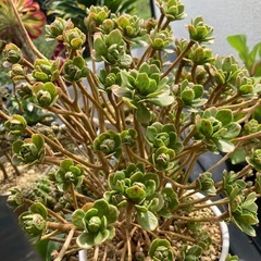 アガベなど観葉植物の画像
