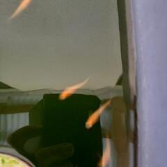 格安メダカ！各種！の画像