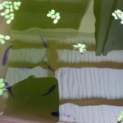 格安メダカ！各種！の画像