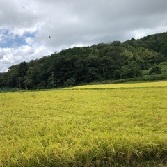 （ありがとうございました）【農家直送・減農薬・新米30キロ】丹後...