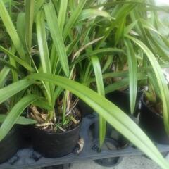 シンビジウム4号鉢植え各種
