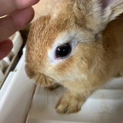 ネザーランドの仔ウサギ🐰　里親さん募集