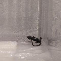 アカハライモリベビー