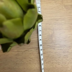 アーティチョーク　フェイクグリーンの画像
