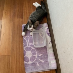 キジシロちゃん