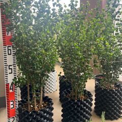 観葉植物　フィカス　ベンジャミンバロック　の画像
