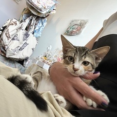 めちゃ甘えん坊な抱っこ大好き三毛猫ちゃん2ヶ月