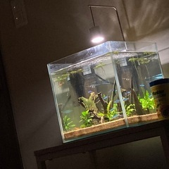 キューブ水槽＋ライト 【お譲り先決まりました】の画像