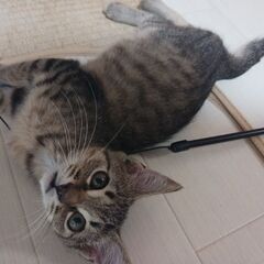 保護猫　2匹の里親募集 - 猫