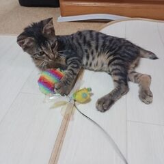 保護猫　2匹の里親募集 - 里親募集