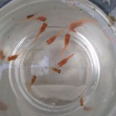 ミックスメダカ　５匹で２００円の画像