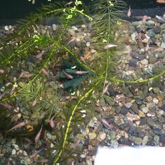 ミックスメダカ　５匹で２００円の画像