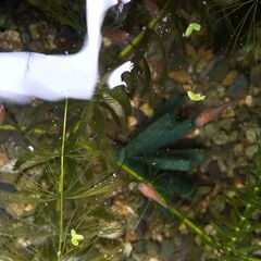 ミックスメダカ　５匹で２００円の画像