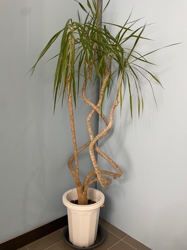 観葉植物　大きめ