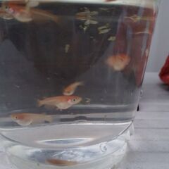ミックスメダカ　５匹で２００円の画像
