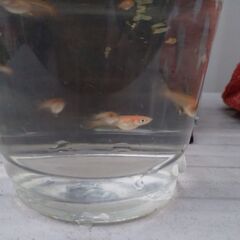 ミックスメダカ　５匹で２００円の画像