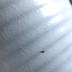 （白/内側ピンク・陶器・ノーマル）胡蝶蘭が入っていた鉢の画像
