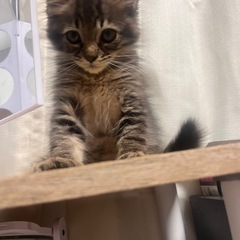 かわいい子猫♡里親募集