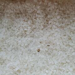 令和5年の玄米　愛知のお米　ミネアサヒ15キロの画像